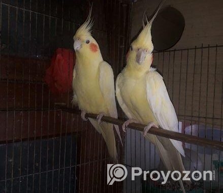 Lutino Breeding Cocktail