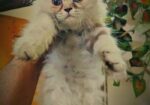 Cat Scottish fold