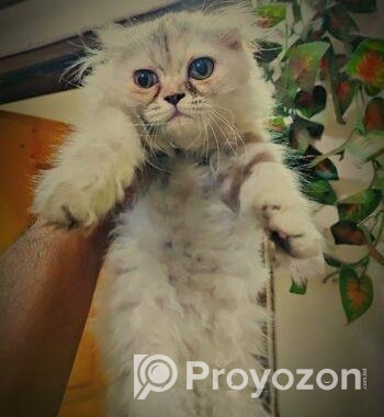 Cat Scottish fold