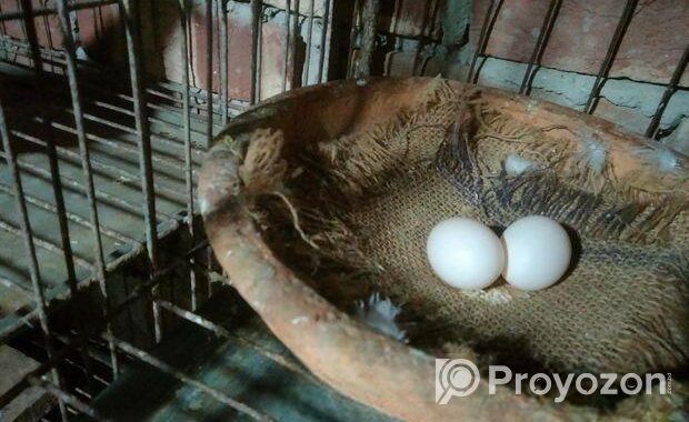 ডিম বাচ্চা রানীং ফুল অ্যাডাল লক্ষা কবুতর