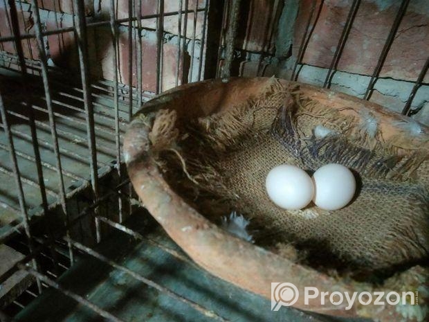 ডিম বাচ্চা রানীং ফুল অ্যাডাল লক্ষা কবুতর