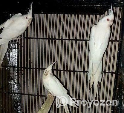 Cokatail (albeno) Red Eye (breading Running)