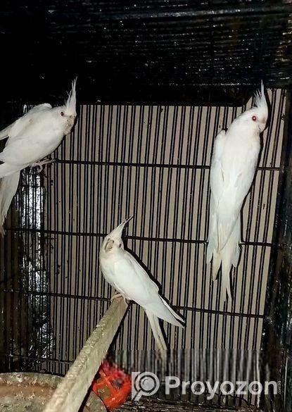 Cokatail (albeno) Red Eye (breading Running)