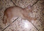 Light brown color Persian kitten for sale.