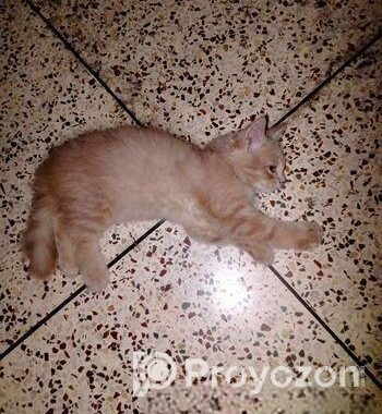 Light brown color Persian kitten for sale.