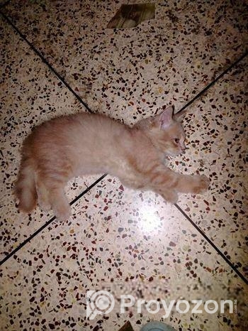 Light brown color Persian kitten for sale.