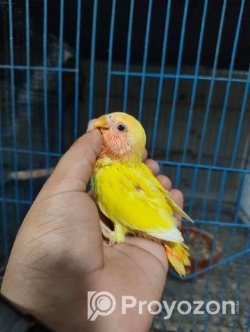 লুটিনো রেড হেড অপালাইন লাভবার্ড বেবি