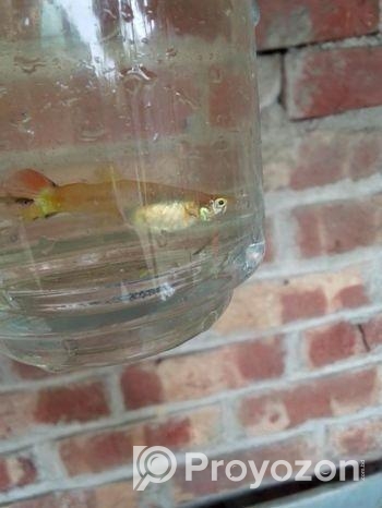 গাপ্পি মাছ