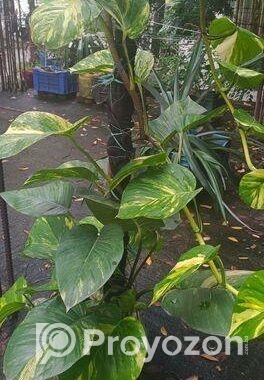 মানিপ্লান্ট