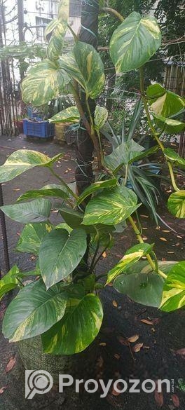 মানিপ্লান্ট