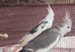 ককাটেল হোয়াইট ফেস এন্ড গ্রে । একটি টেম সাইজ বেবি