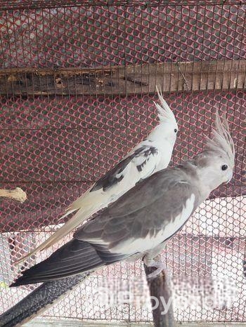 ককাটেল হোয়াইট ফেস এন্ড গ্রে । একটি টেম সাইজ বেবি