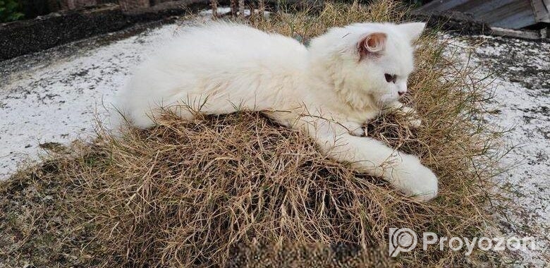Pure Persian Female Cat