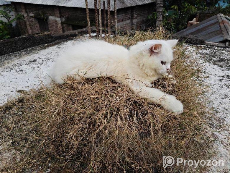 Pure Persian Female Cat