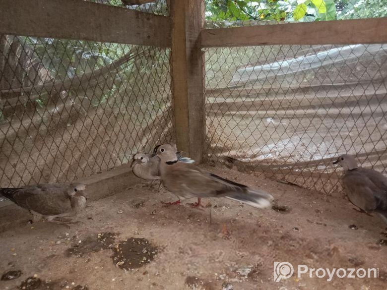 ৬টি অস্ট্রেলিয়ান ঘুঘু পাখি বিক্রি হবে