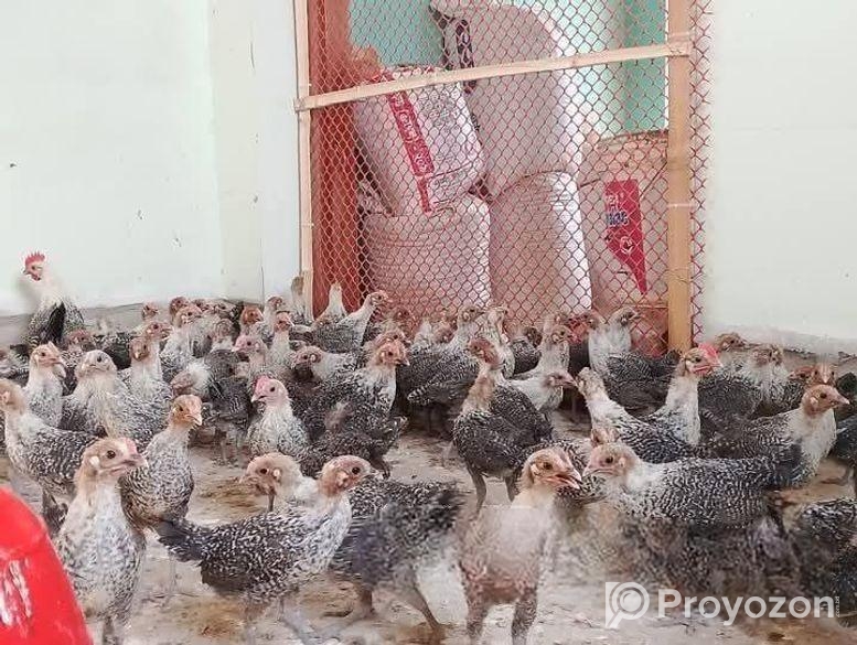 মিশরীয় ফাউমি বাচ্চা