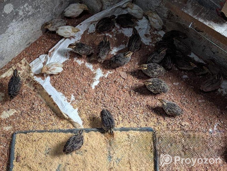 কোয়েল পাখি