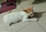 Cat Adoption
