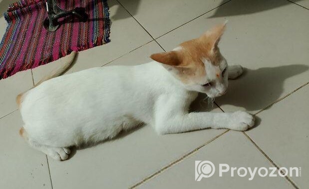 Cat Adoption