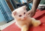 Pure Parsian Kitten