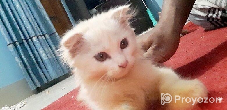 Pure Parsian Kitten