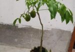 চাইনা আমরা