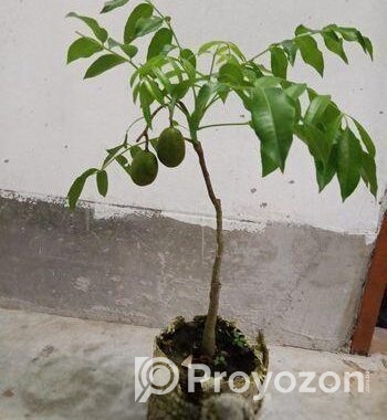 চাইনা আমরা