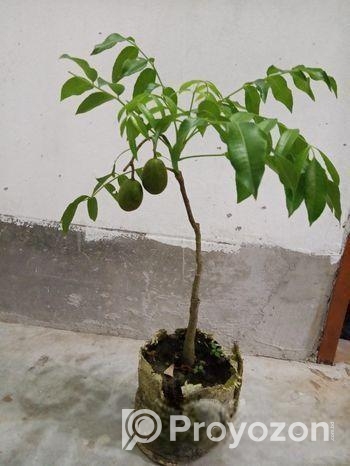 চাইনা আমরা