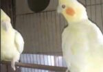 Lutino Breeding Cocktail