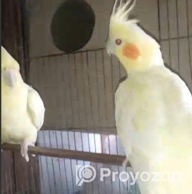 Lutino Breeding Cocktail