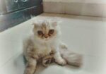 Cat Scottish fold