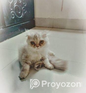Cat Scottish fold