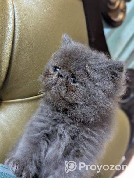 এক্সটিক ব্লাদলাইন পারসিয়ান