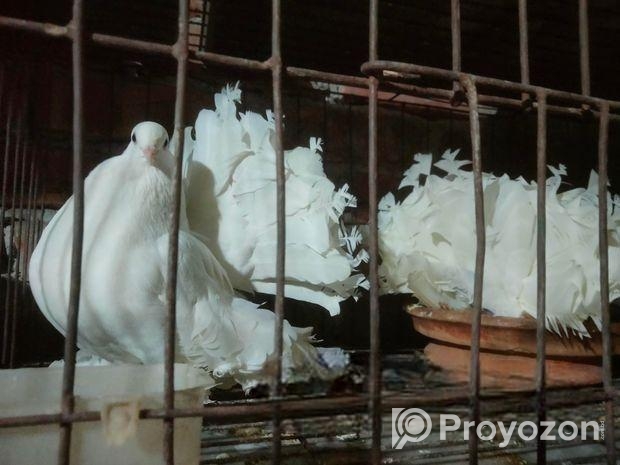 ডিম বাচ্চা রানীং ফুল অ্যাডাল লক্ষা কবুতর