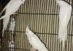 Cokatail (albeno) Red Eye (breading Running)