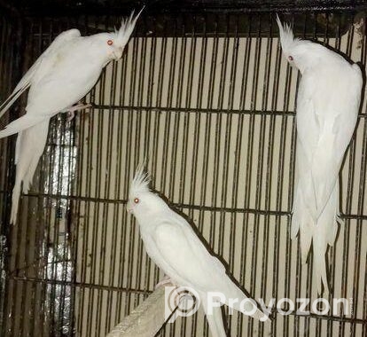 Cokatail (albeno) Red Eye (breading Running)