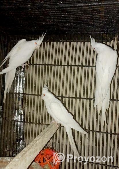 Cokatail (albeno) Red Eye (breading Running)