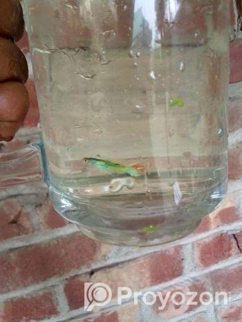 গাপ্পি মাছ