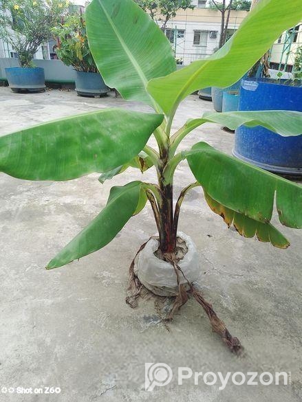 সাগর কলা চারা বিক্রি হবে আমার ছাদে প্রতিবছরই কোলা হয় চারাটি