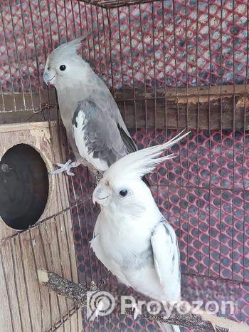 ককাটেল হোয়াইট ফেস এন্ড গ্রে । একটি টেম সাইজ বেবি