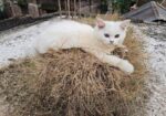 Pure Persian Female Cat