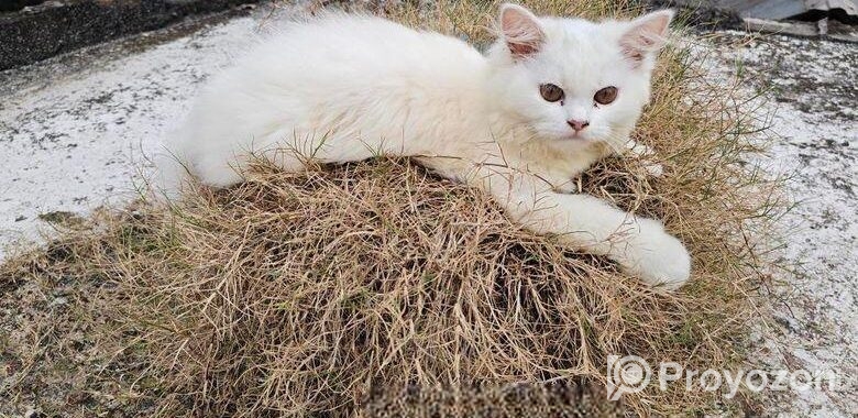 Pure Persian Female Cat