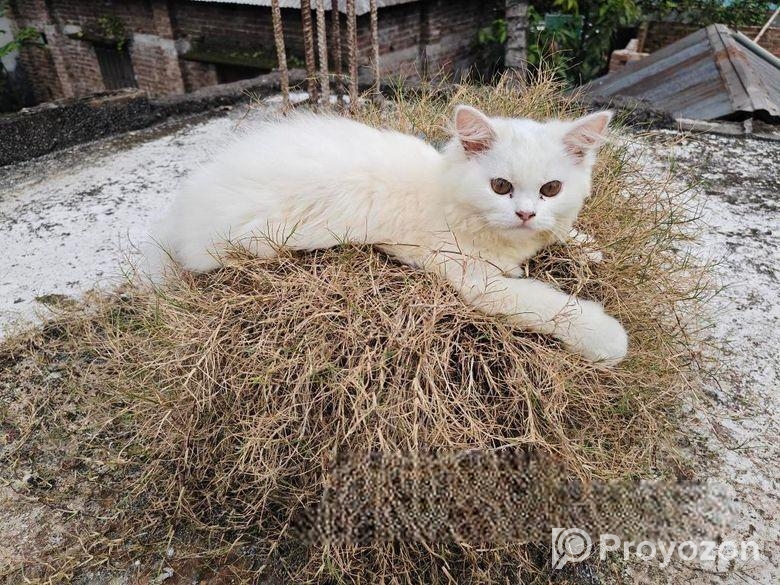 Pure Persian Female Cat