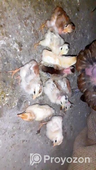 দেশী গলাছিলা মুরগীর বাচ্চা