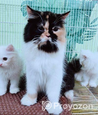 ত্রিপল কোড পিওর পার্শিয়ান বিড়াল