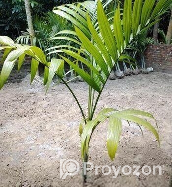 শুপারি গাছ