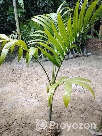 শুপারি গাছ