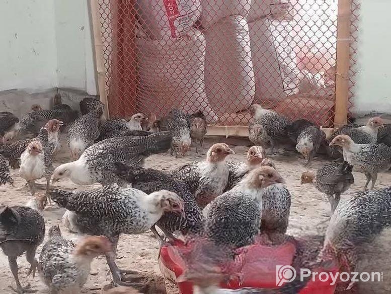 মিশরীয় ফাউমি বাচ্চা