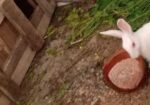 Rabbit for sell