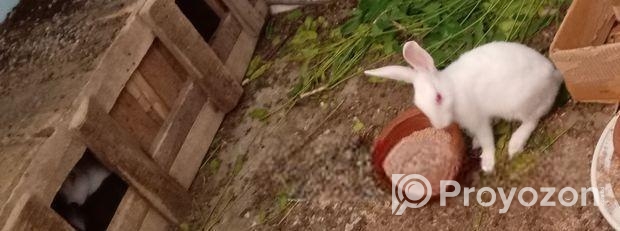 Rabbit for sell